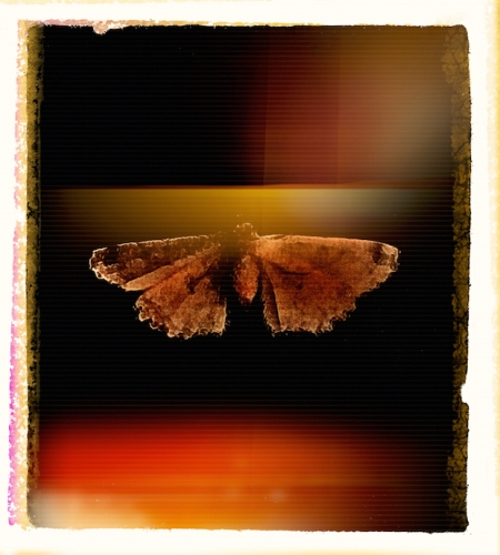 Moth1Final1Snapheal 2